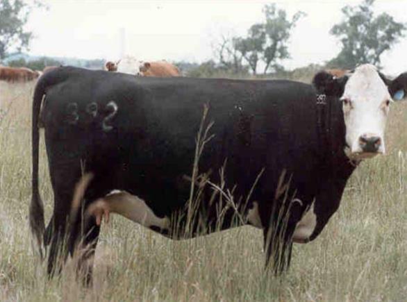The Optimum Beef Cow The never-ending cow size argument Longevity argument The goal would be modest size cows with high reproductive