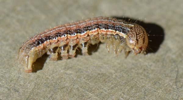Figure 3. An early instar true armyworm larva. Note the longitudinal stripe pattern and the net-like pattern on the head. They re so cute when young.