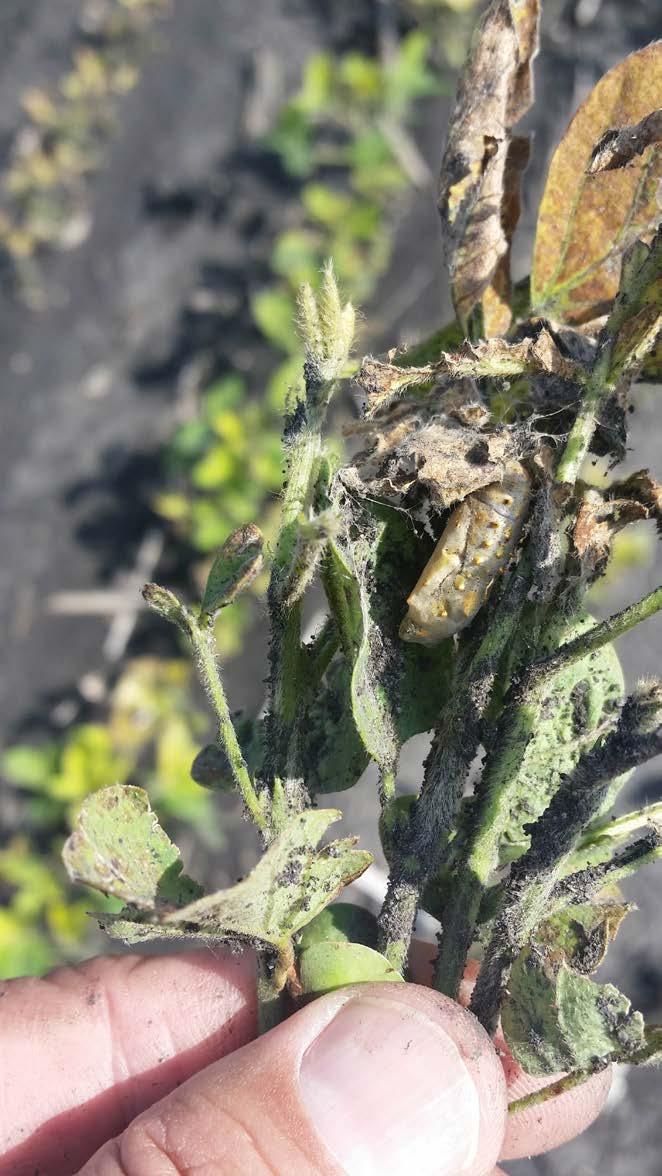 You might even find some of their tan pupa with gold spikes. Figure 7. Thistle caterpillar. Photo by Adam Hass- SW MN IPM. White, hairy caterpillars in soybean are present this spring.