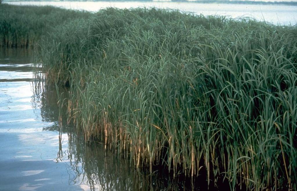 Are living shorelines effective? Aboveground, coastal wetland plants are in direct contact with seawater and waterborne sediment.