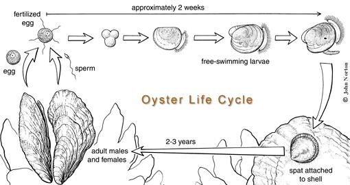 Oyster biology Predators are a problem in high salinity (>25ppt) Chesapeake: limited by
