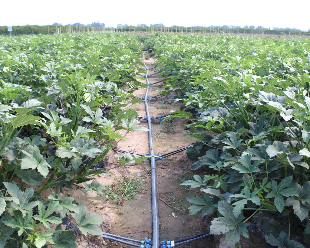Water availability during the summer became an issue for some growers as the hot and dry weather persisted and reservoirs were not replenished with rain.