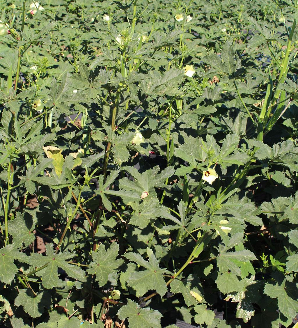 New okra varieties In addition to the four varieties of okra tested, new hybrid varieties from East West Seeds Company Ltd. were also investigated.