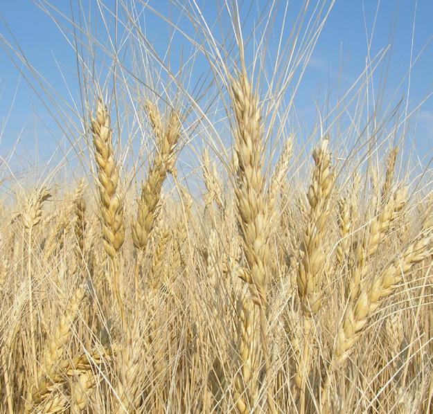 2% 18% 41% Canadian Spring Wheat Production The majority of spring wheat in Canada is produced in the three Prairie provinces Manitoba, Saskatchewan and Alberta.