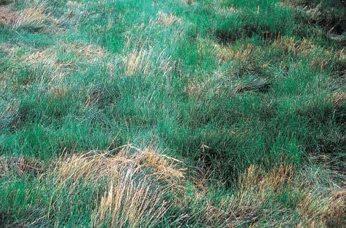 October 2005 Agdex 420/68-1 Grass Seed Residues for Beef Cattle Feed One method of lowering winter feeding costs in areas where grass seed is grown is to use grass seed residues (such as straw and