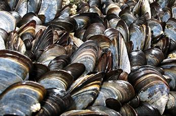 Looking at a picture of the European mussels, is there anything about the way it looks that might make you think this is an invasive species? Why? http://www2.plymouth.ac.