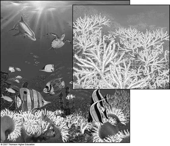 Core Case Study: Why Should We Care About Coral Reefs? Ø Coral reefs form in clear, warm coastal waters of the tropics and subtropics. l Formed by massive colonies of polyps.