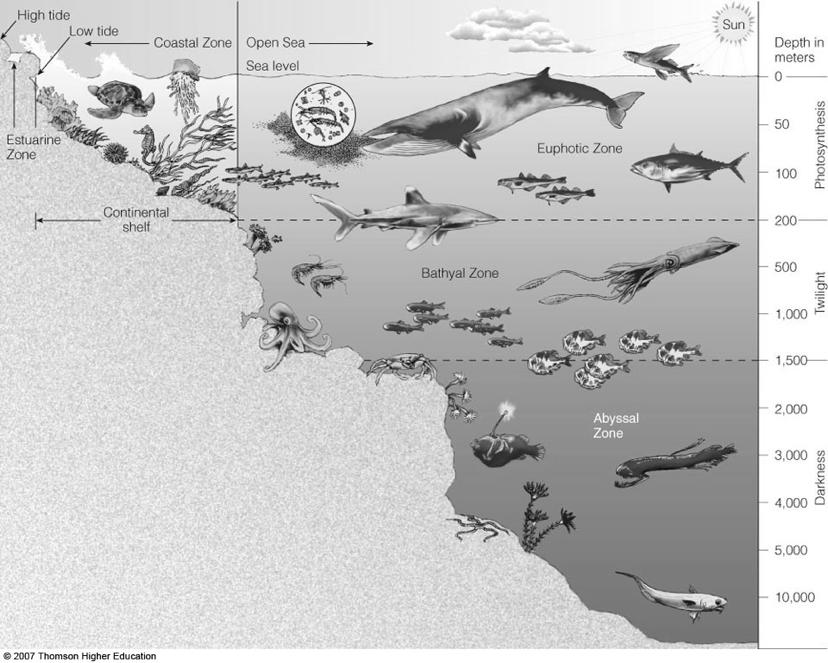 The Coastal Zone Figure 6-5 Marine Ecosystems Ø Scientists estimate that marine systems