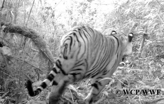 Human-Wildlife Conflict 7 Tiger captured through camera traps laid by Wangchuck Centennial Park officials at Shakchema area of Jongthang under Nubi gewog, Trongsa.