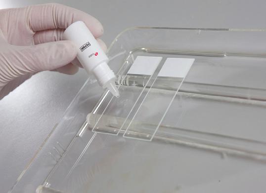 Pepsin Ready-to-Use Tap off excess buffer and wipe around the specimen using a lint free paper towel.