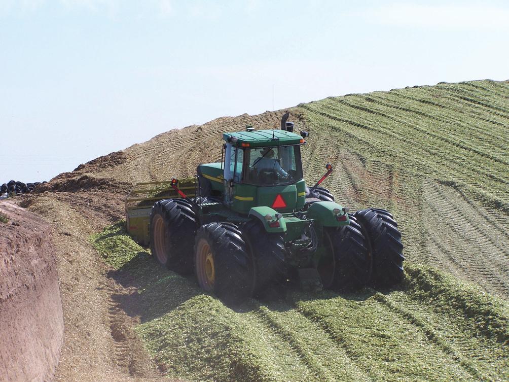 It should be noted that an optimum DM for most silage is not less than 30%, especially for crops such as small grains and sorghums.