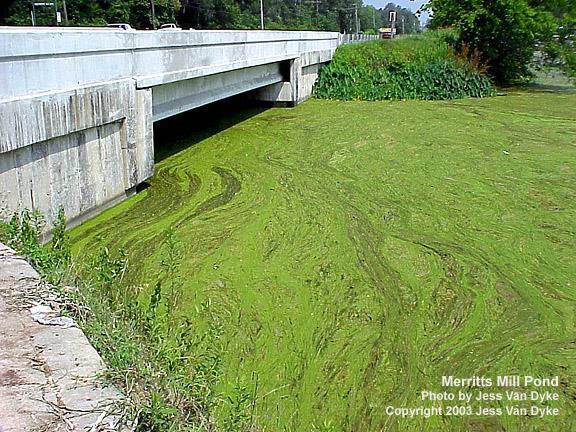 Eutrophication Eutrophication refers to water that have an overload of the nutrients nitrates and phosphates Excess