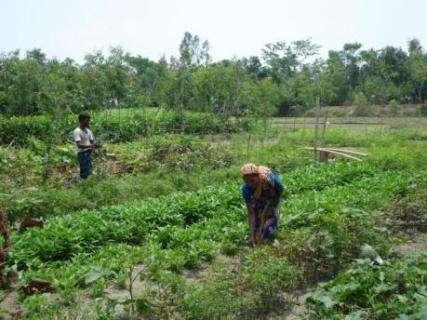 HKI expanded concept of Home Gardening to Homestead Food Production Study results