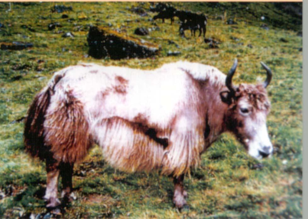 1 Performance characteristics of the Yak in Nepal and its crosses with Mountain cattle Mohan Kharel, Shreeram P.