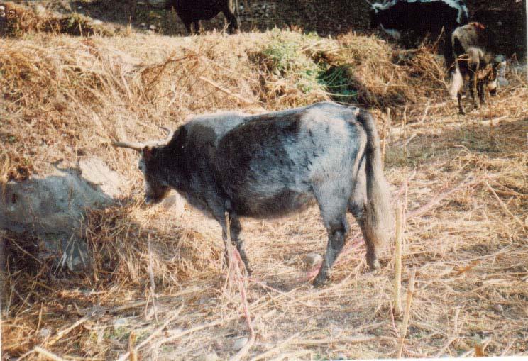 2 from mating yak bulls with high mountain cattle (Kirkho), and the crossbred female (Urang) that is obtained from mating yak bulls to low mountain cows are preferred as they have higher milk