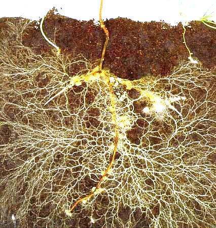 Hyphal soil fungi Forms symbiotic