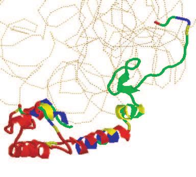 112 Jeong et al. H1 H2 H3 H4 (A) (B) (C) (D) Figure 2: Example for prediction for 30S ribosomal protein (protein chain id: M in PDB code:1fjg).