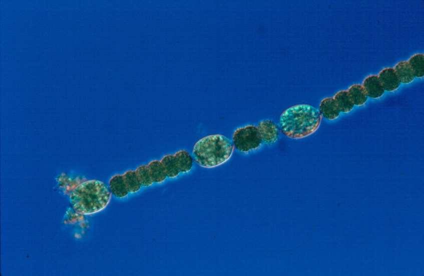 Cyanophyta (Blue-green Algae