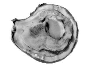 TEACHING TIPS There are no respiratory pigments in the hemolymph of most marine and freshwater bivalves.