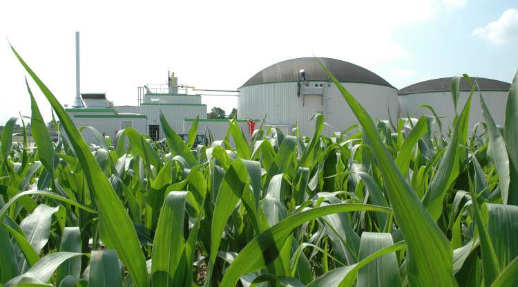 Regional biomass support scheme of Schleswig-Holstein Additional eligibility criteria for biogas plants (since 2007) referring to the cultivation of maize and the use of the fermentation digestate.