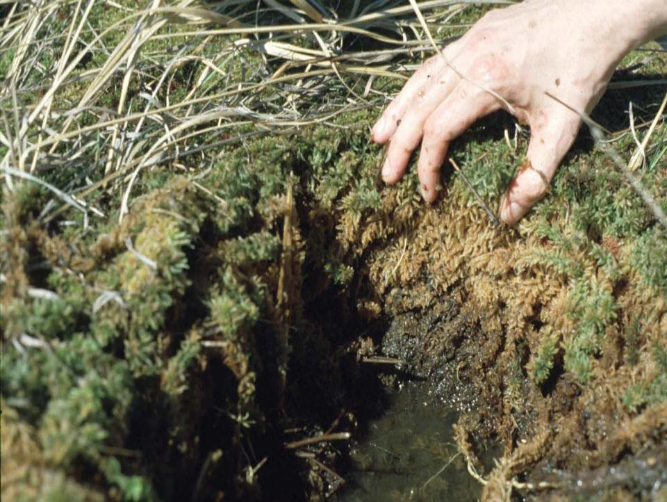 In living peatlands (mires): Plant production