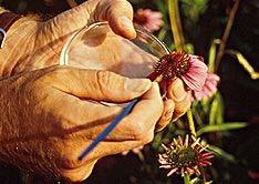 Roses Chrysanthemum Mutations and Bud Sports Mutation permanent genetic change involving