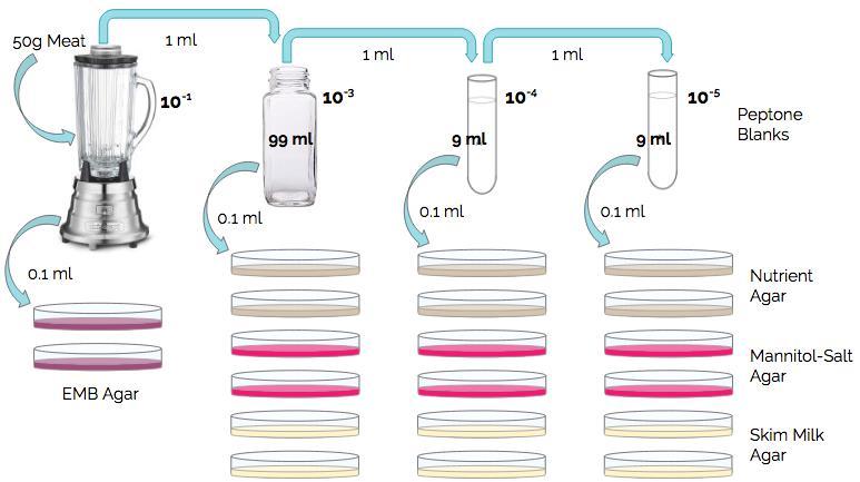 Figure 1. Serial dilution performed in this experiment in order to properly enumerate the bacteria titer from the meat sample. Materials: 1.