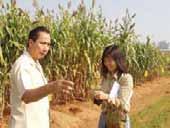 examines sweet sorghum plants and the crushing