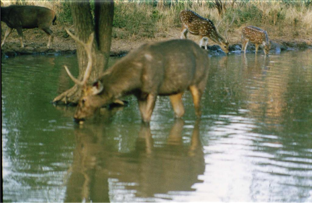 Antelope drinking water from a RWH
