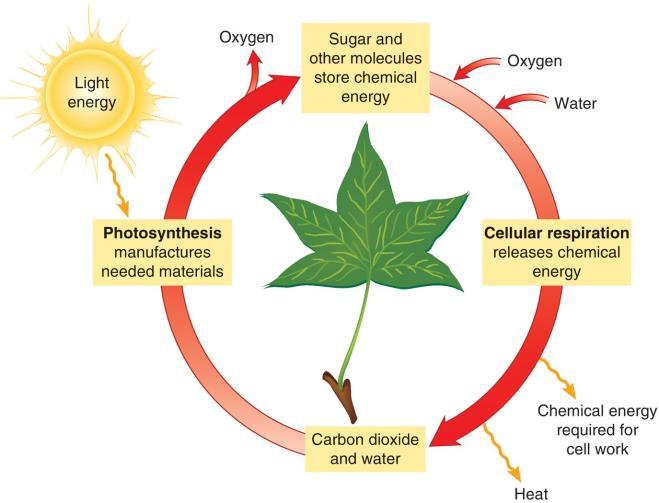 Photosynthesis and Cellular Respiration Represent an Open System Life