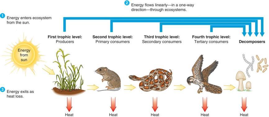 Food Chains The Path of Energy Flow Energy from food passes from one organism to another based on their Trophic Level Trophic Level - An organism s