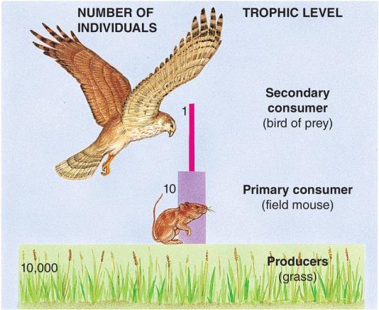Ecological Pyramids Graphically represent the relative energy value of each trophic level Important feature - large amount of energy is lost as heat between trophic levels Three main