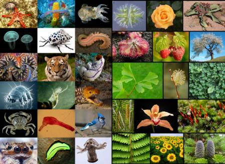 Ecology Definitions Species - A group of similar organisms whose members freely