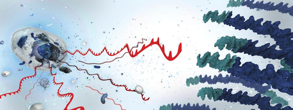 QIAseq FX Single Cell RNA Library Kit Discover higher-diversity mrna-seq libraries from a single cell with the only library preparation kit on the market to capture both mrna and lncrna The