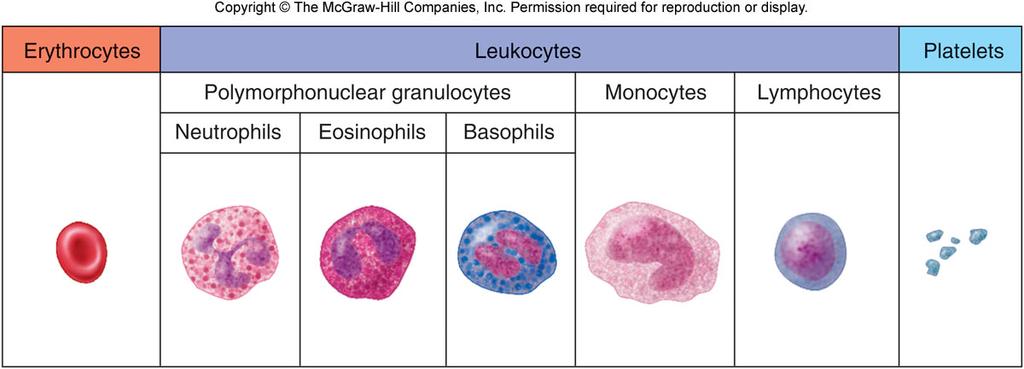 Leukocytes Produced by bone marrow Monocytes and many