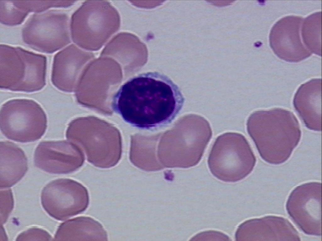 Platelets Fragments of large cells called megakaryocytes