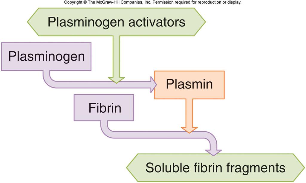Dissolving the Clot Fibrinolytic System A fibrin clot is a temporary fix until the blood vessel