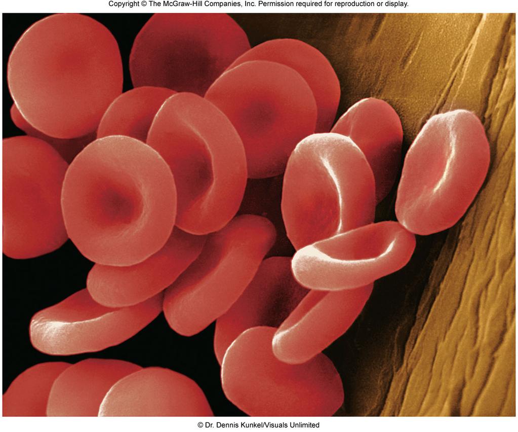 Erythrocytes Contain hemoglobin (Hb) Transport O 2, some CO 2 O 2 binds to Fe 3+ in Hb molecules Average [Hb] Women 14 g/100 ml Men 16g/100