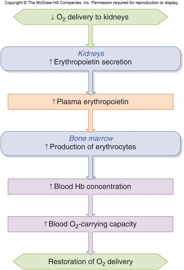 Regulation of Erythrocyte Production Erythropoietin Secreted by kidney, liver Acts on bone marrow to stimulate production