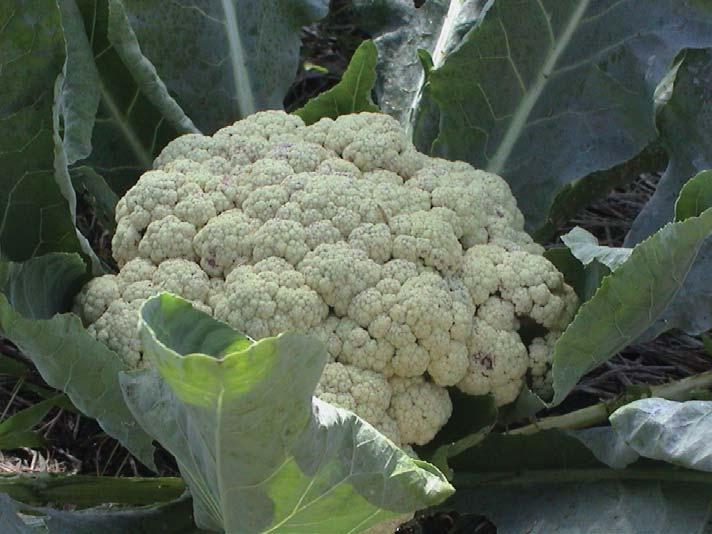 Crop Rotation - Chapter 7 Cauliflower is a real challenge to grow in the tropics, but with specialized netting and shading, it does surprisingly well.