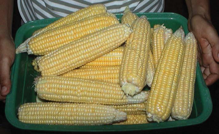 Crop Rotation - Chapter 7 Sweet corn grown organically and freshly