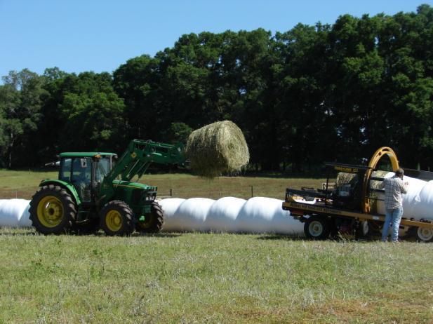 Hay is harvested from