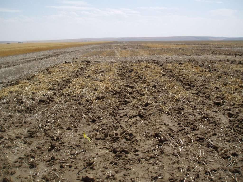 manure in NT T system.