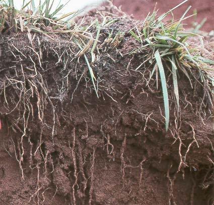 What do soil organisms need?