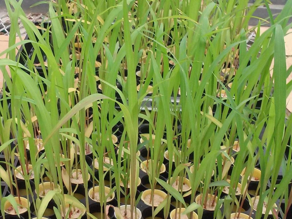 Plant N uptake in strong relationship with the flush of CO 2 Plant Nitrogen Uptake (mg N. kg -1 soil) 200 150 100 50 PNU = 12 + 0.16 (Flush) r 2 = 0.