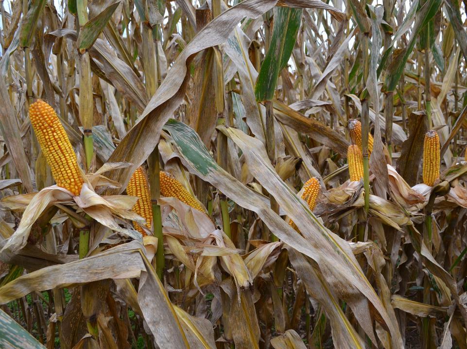 Preliminary analysis for recommendation domain Sidedress Nitrogen Required to Achieve Optimum Corn Grain Yield (lb N/bu grain) 1.0 0.8 0.6 0.4 0.2 NR = 1.05-0.