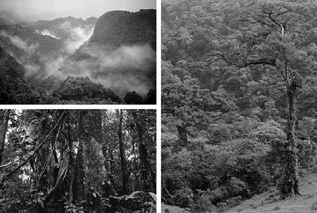 Tropical forests Tropical Moist Forests Cloud Forests - High mountains with heavy fog and mist.