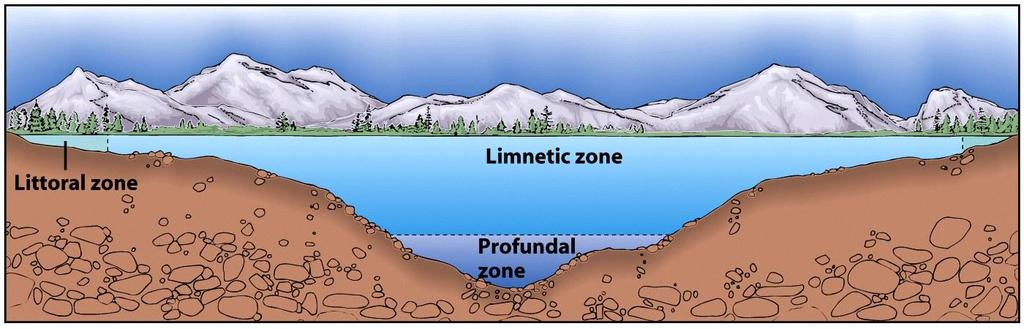 Littoral Zone Limnetic Zone