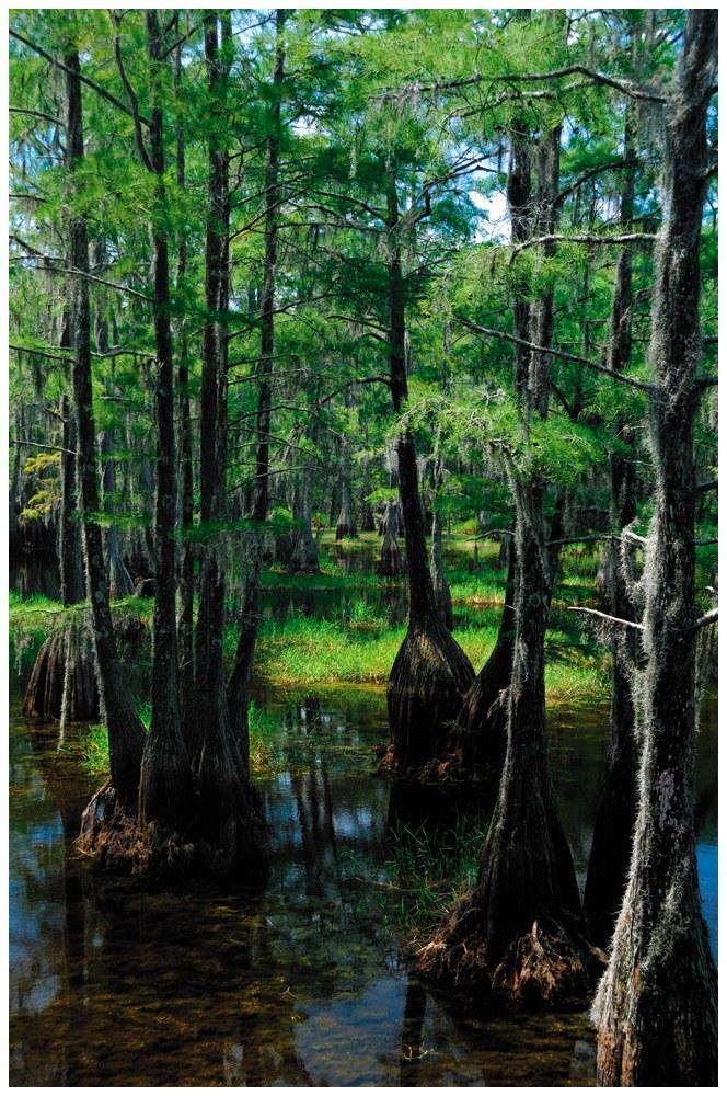 Marshes and Swamps Lands that shallow, fresh water covers