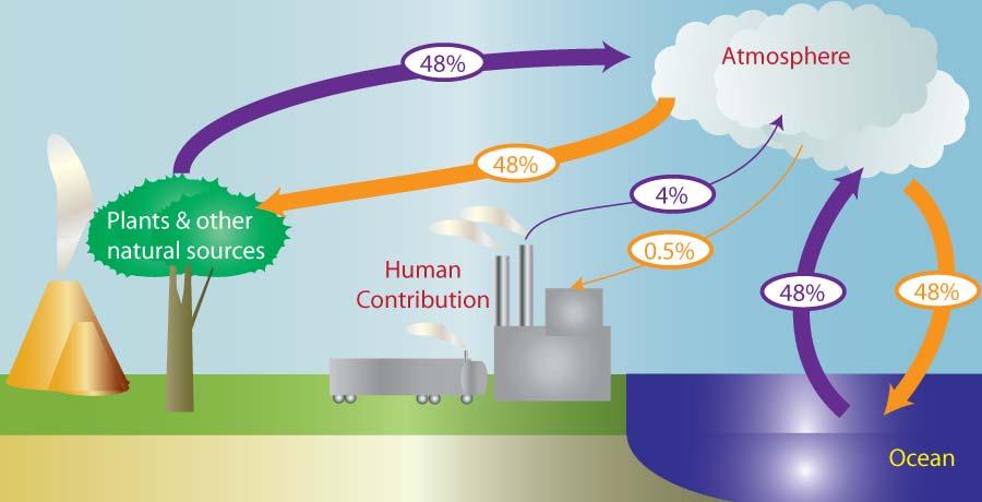 Human Contributions to the carbon cycle http://wise4.telscenter.org/vlewrapper/vle/vle.html?loadscriptsindividua... You have seen that the climate was different in the past.